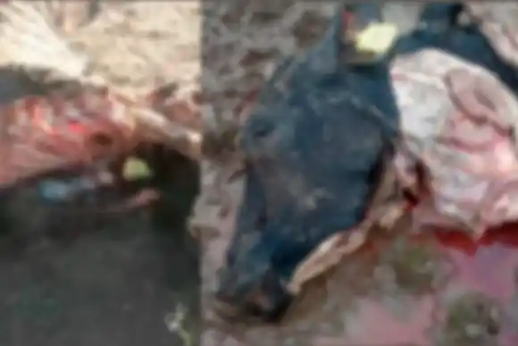 VIDEO | En dos semanas ya le faenaron dos vaquillonas a un productor de la región y crece su preocupación