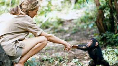 Murió Jane Goodall, la reconocida investigadora de chimpancés y vida salvaje