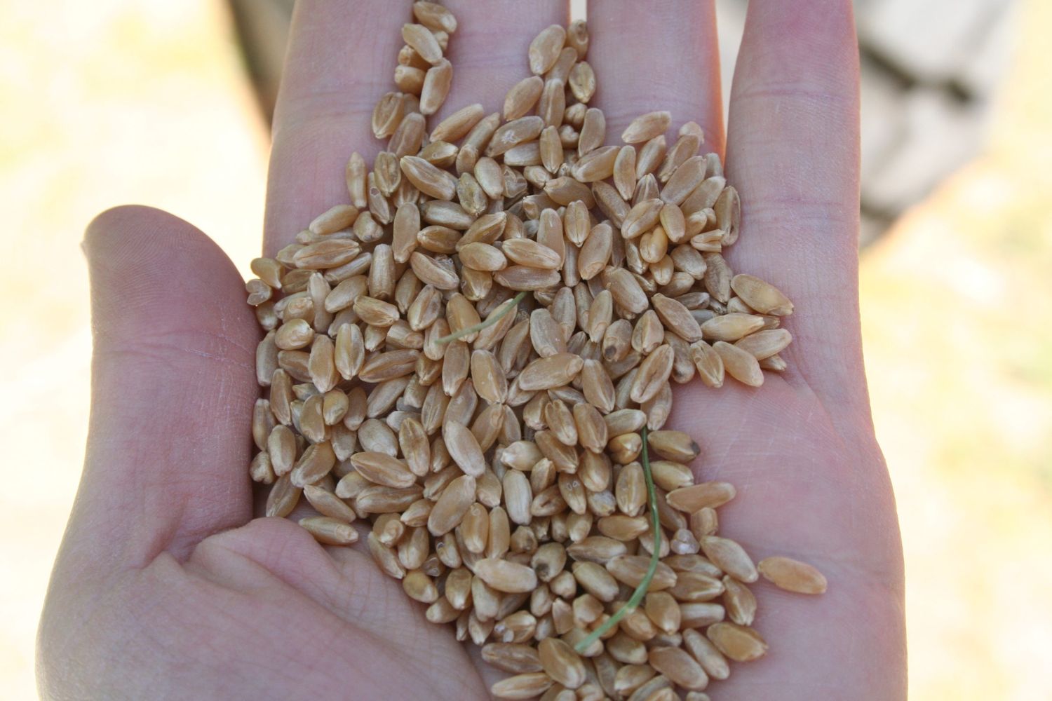Gruesa pérdida de poder de compra de los granos finos