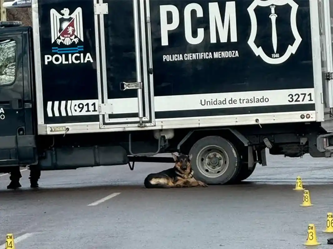 Tragedia en Mendoza: un hombre murió atropellado y su perro permaneció fiel junto al cuerpo