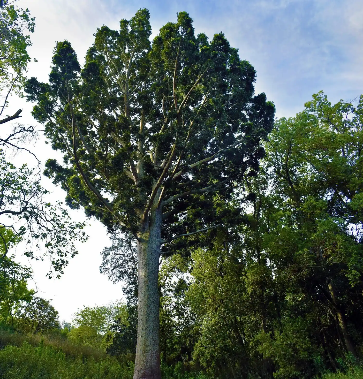 El Árbol de Cristal, una de las joyas del Parque Pereyra Iraola.