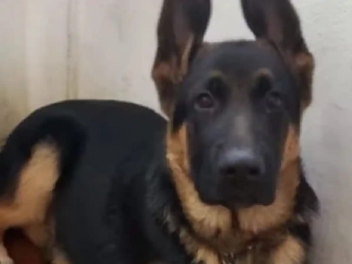 Chile: Un perro héroe dio su vida para salvar a una mujer del incendio de Potrerillos