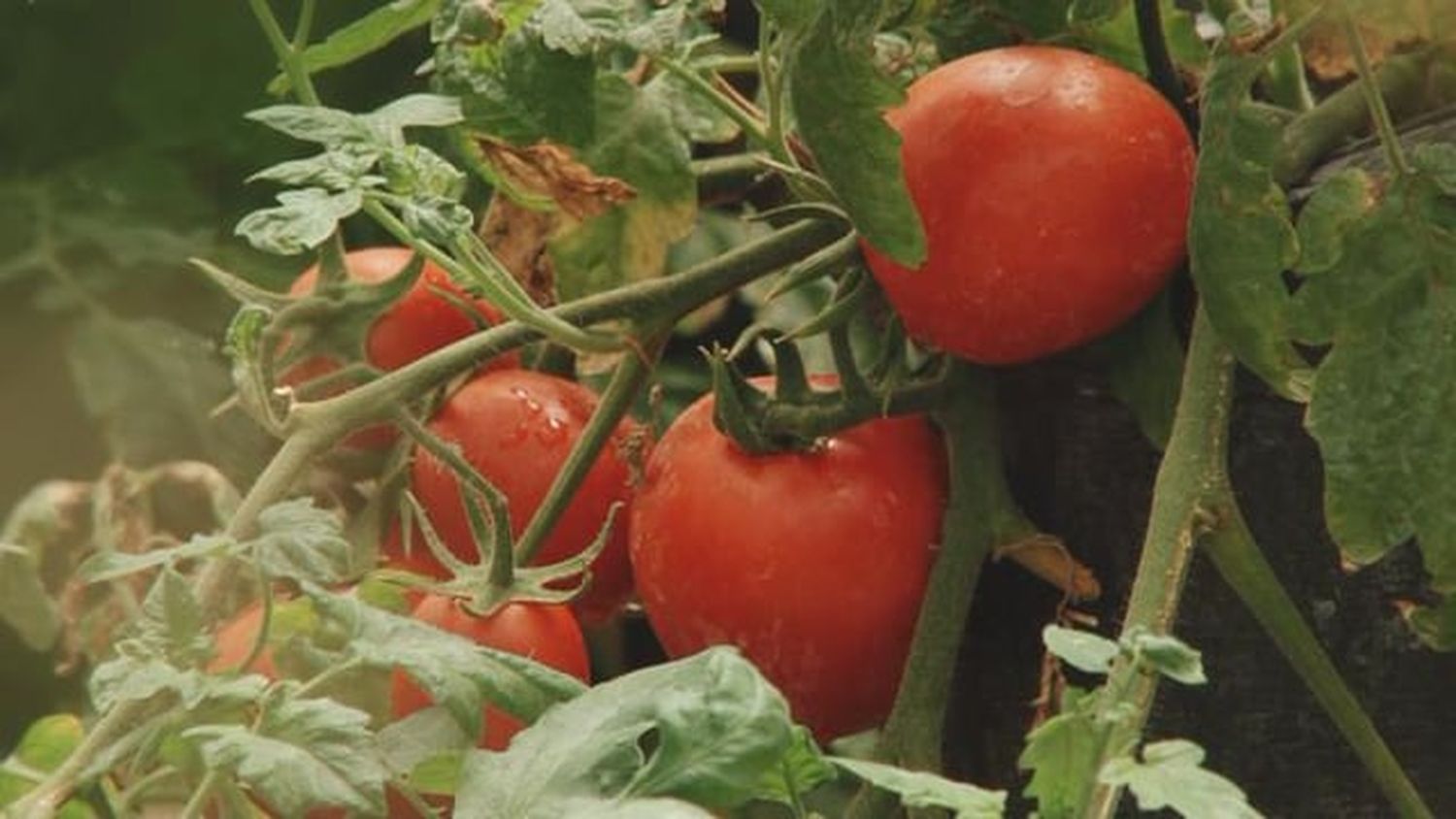 El INTA trabaja con horticultores para el control y combate de plagas y enfermedades