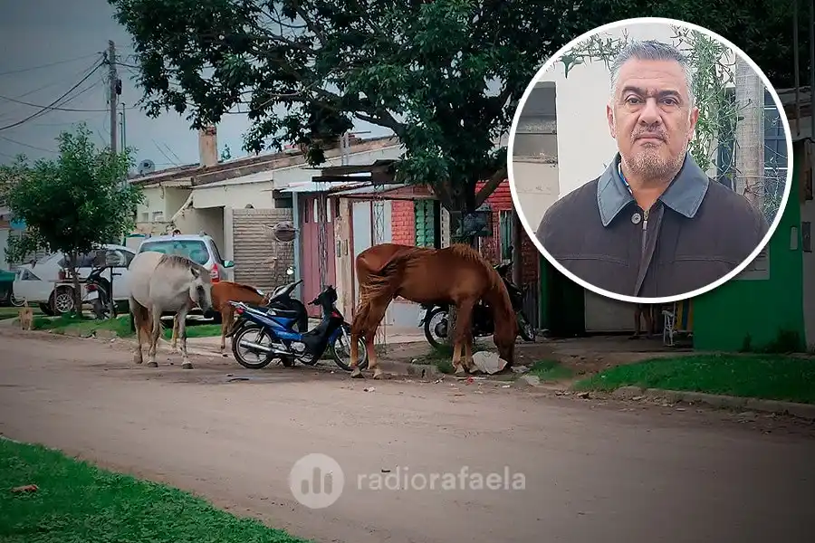 ¿Se está intentando solucionar el problema con los caballos sueltos en Rafaela?: "Es la voluntad del intendente”