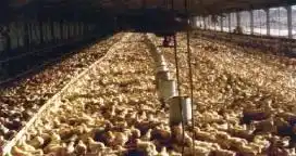 Productores avícolas alertan por la suba de costos y el incumplimiento de medidas