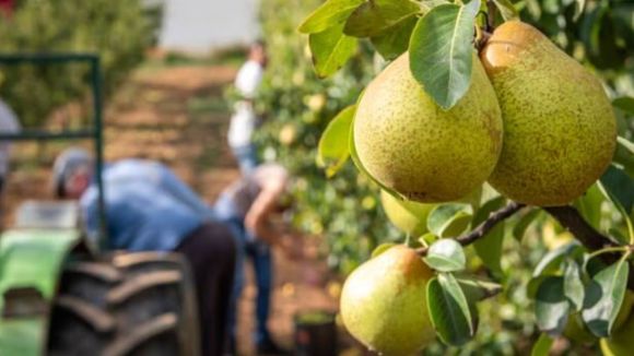Peras y manzanas récord: el Alto Valle tuvo la mejor cosecha de los últimos cinco años