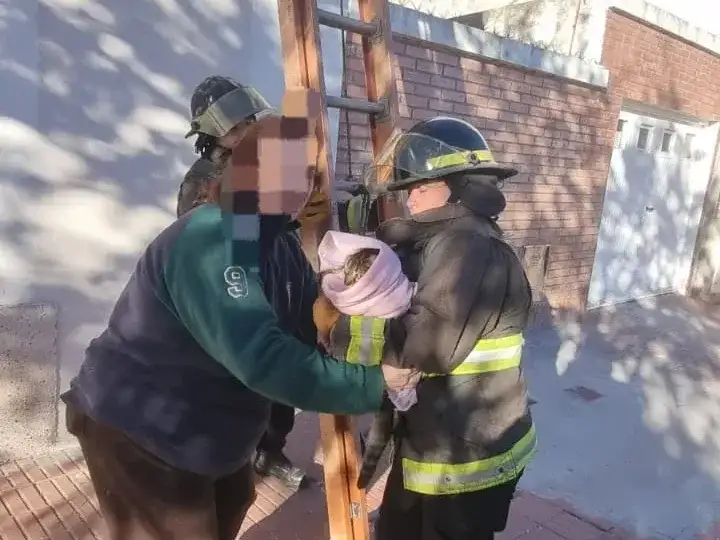 rescate de gato - 2