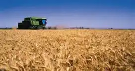 Trigo entrerriano: El rinde se ubica alrededor de 2.550 kg/ha