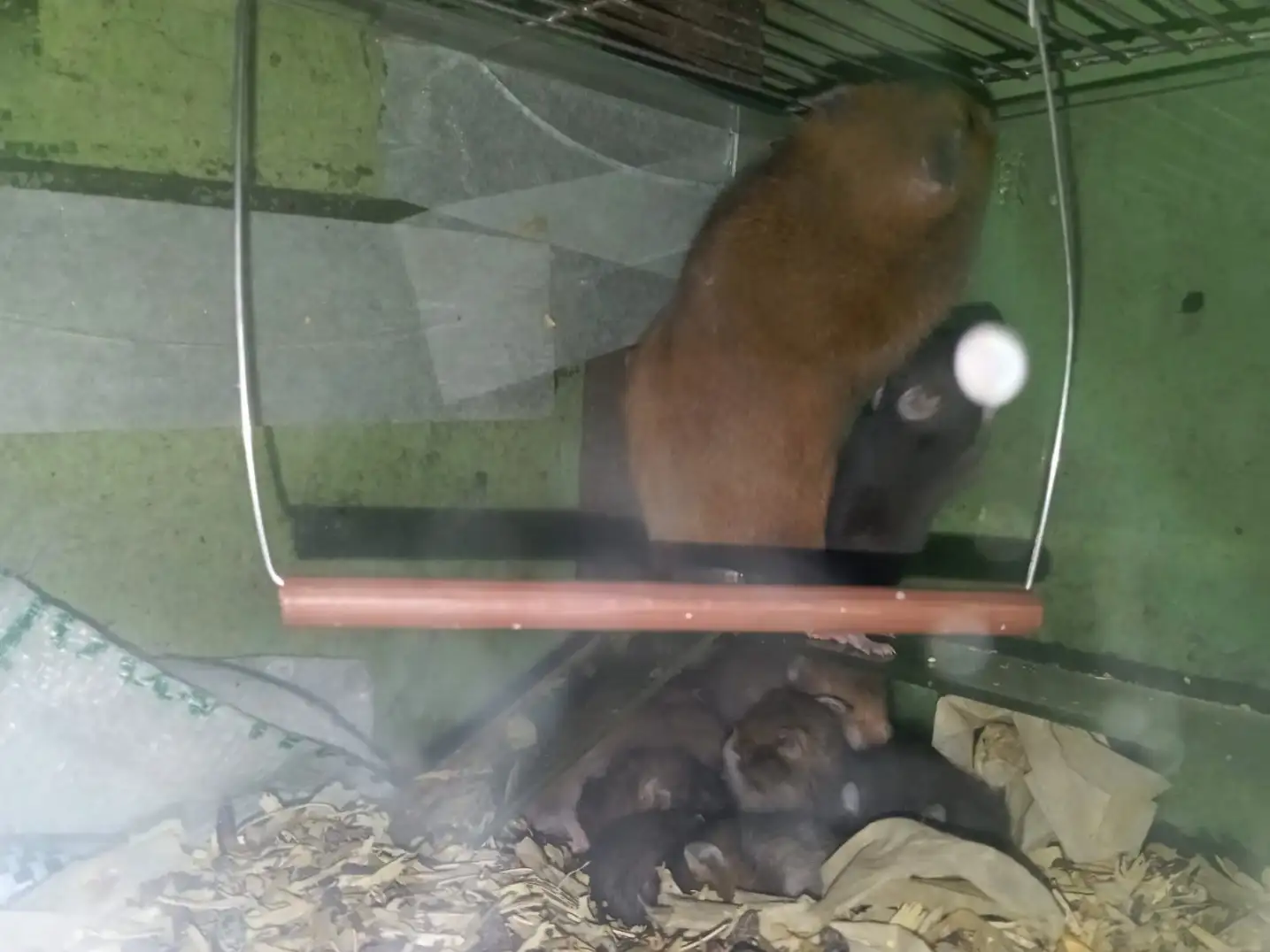 animales silvestres - 4