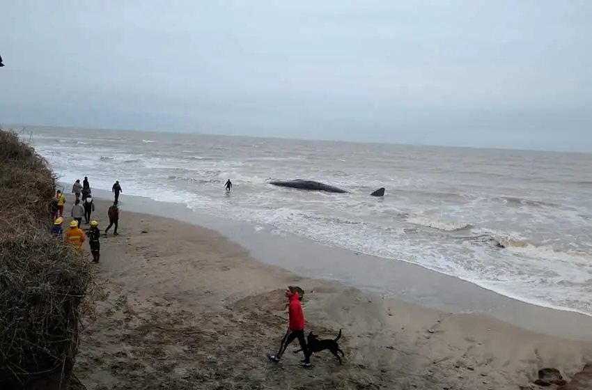Gran despliegue en Camet Norte por una ballena varada