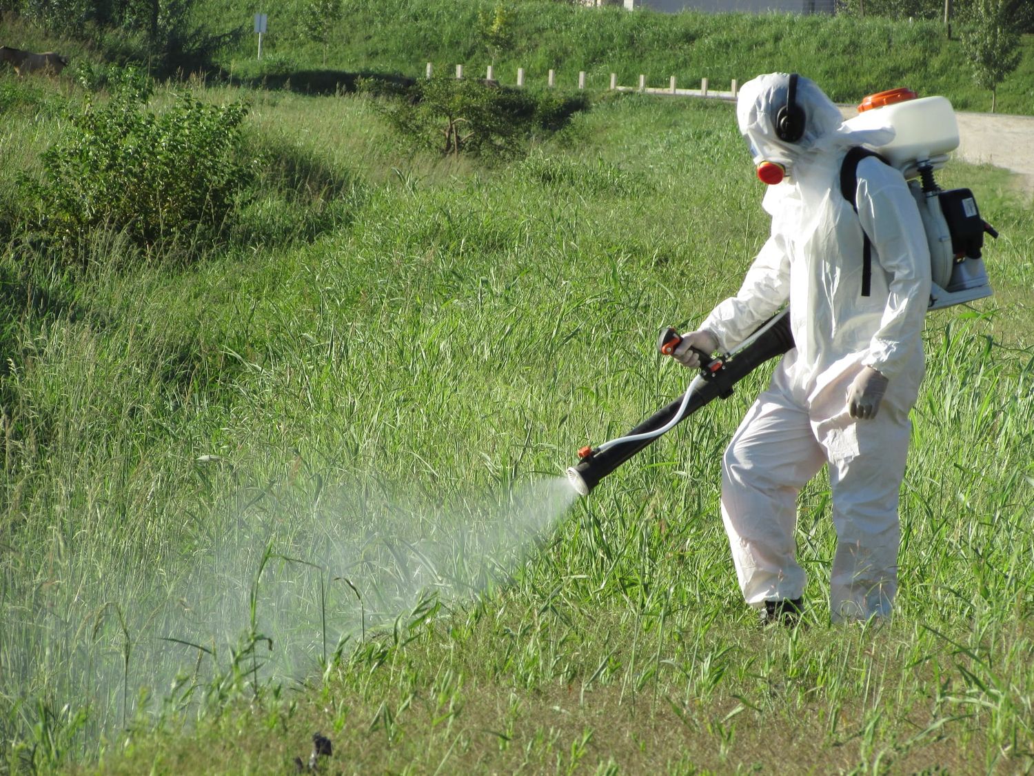 Detectan huevos del aedes aegypti en ovitrampas colocadas en Barrio Azul
