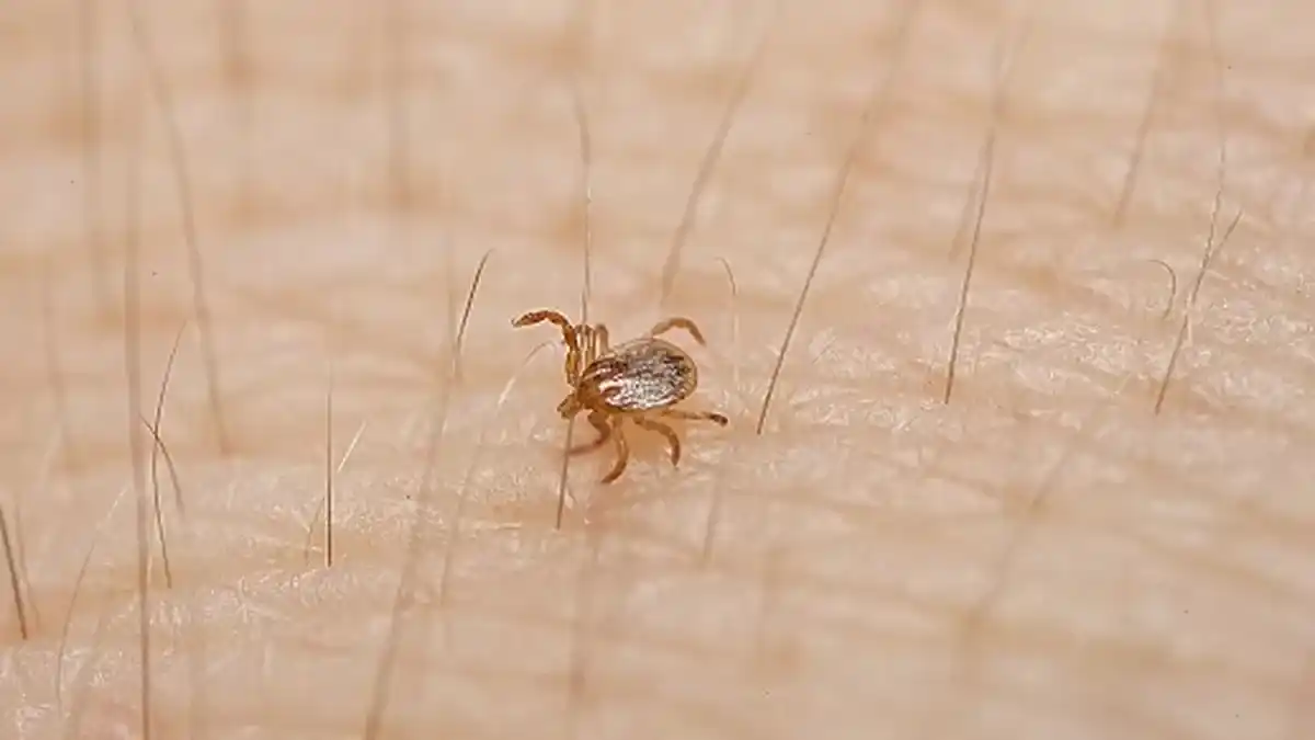 La garrapata Amblyomma sculptum.