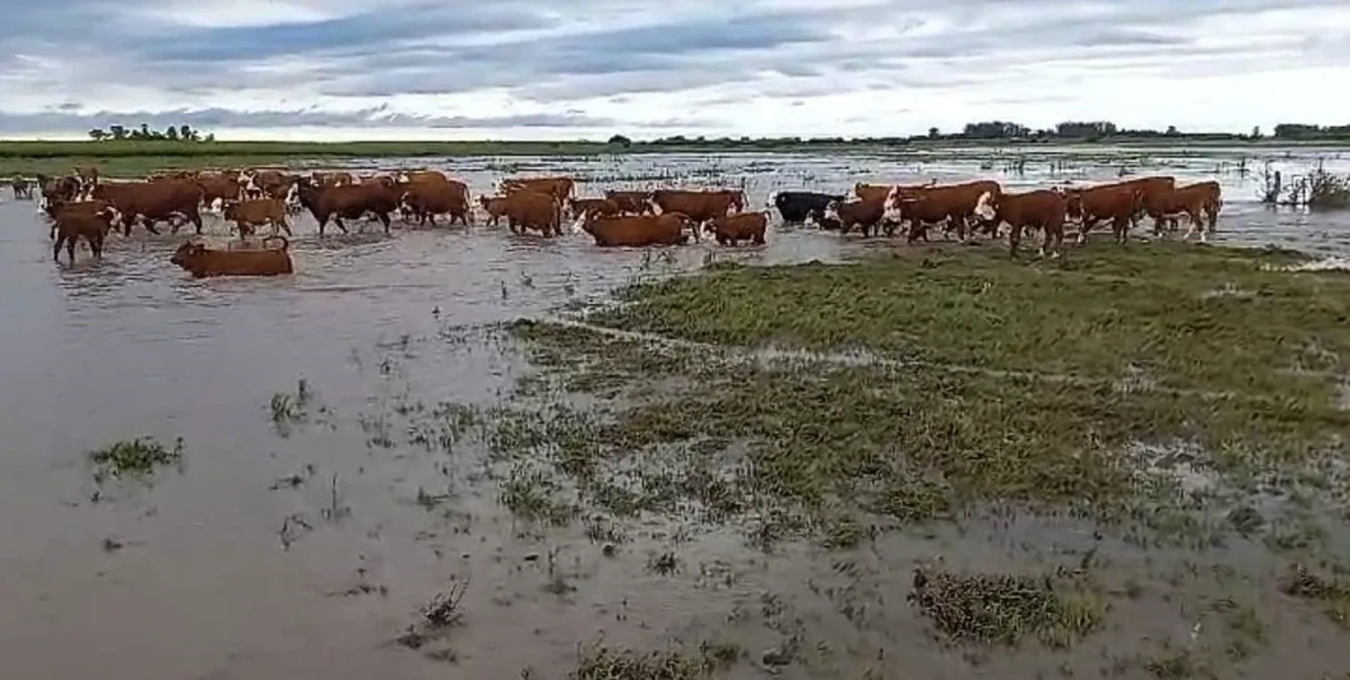 Las constantes lluvias inquietan a los productores.