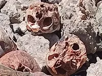 Conmoción en Quilmes por el hallazgo de 17 cráneos humanos en la ribera