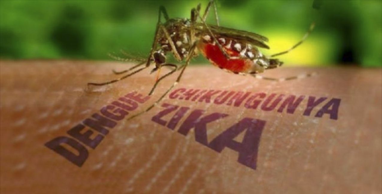 Investigadores argentinos hayan un mecanismo clave en los virus de dengue y zika