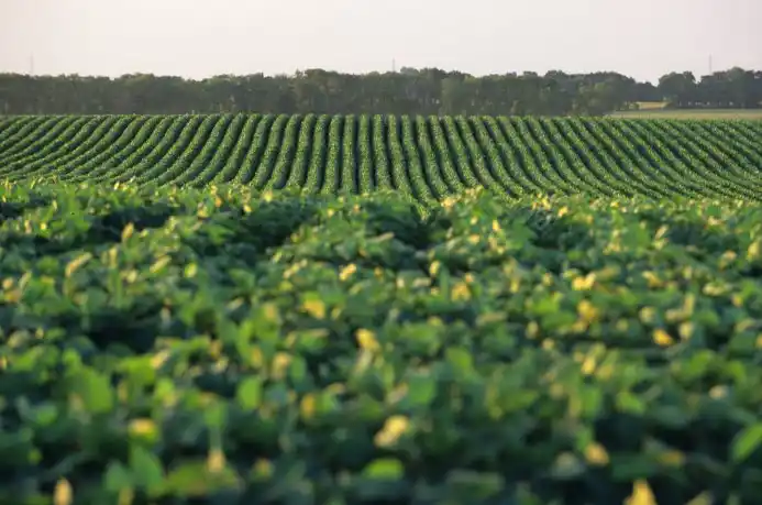 Devaluación y cepo golpearon al mercado inmobiliario rural: cayó más de 30% en agosto