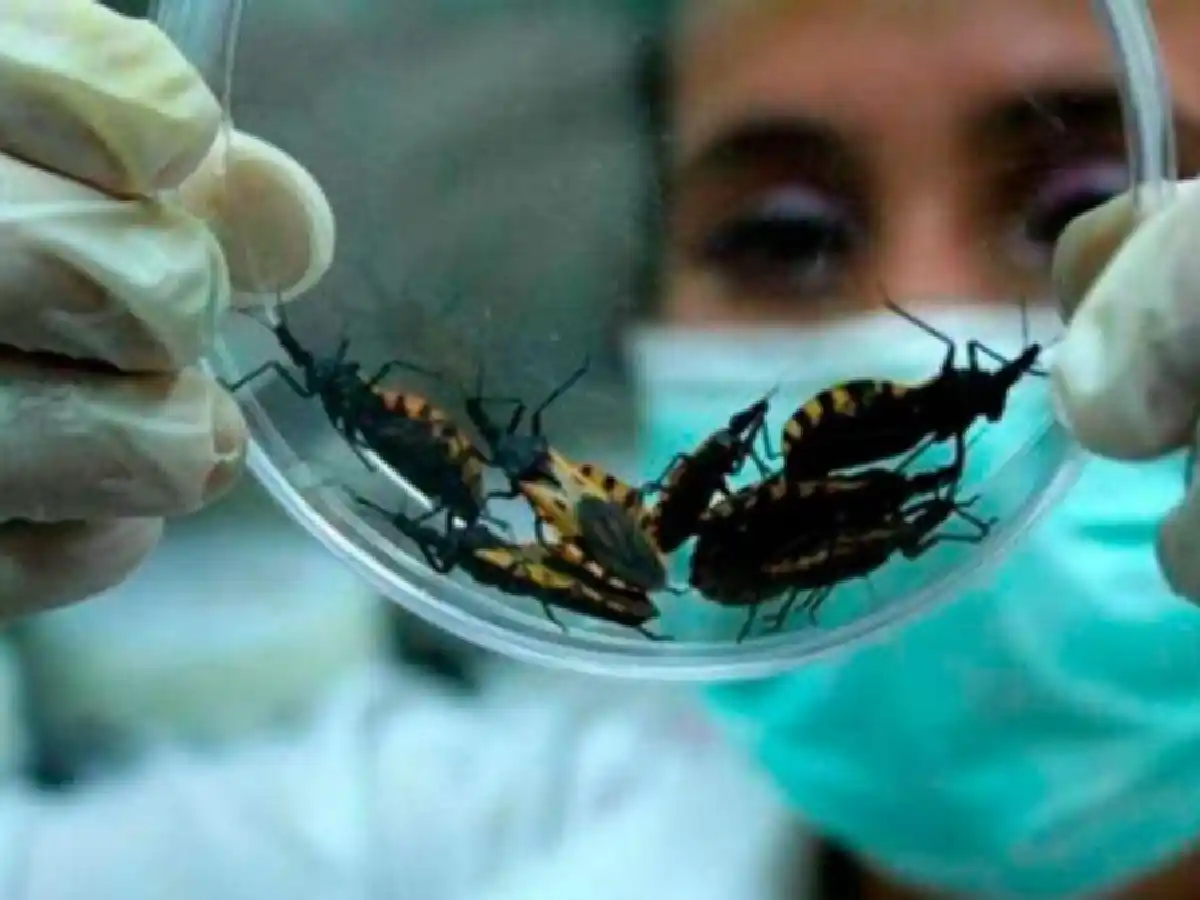 Solo 1 de cada 10 personas sabe que tiene Chagas: prejuicios y falta de síntomas  
