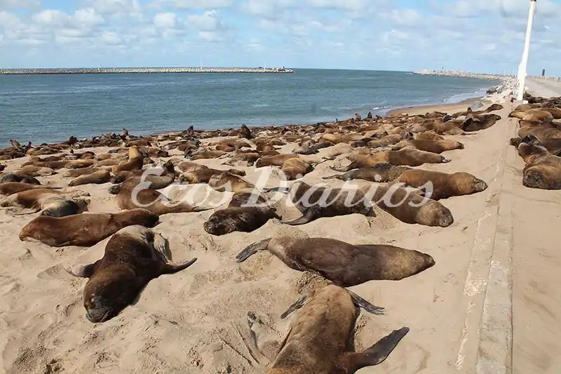 Aparición de nuevos lobos muertos en la costa