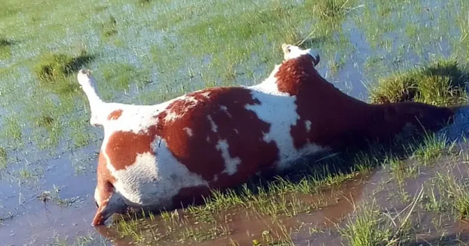 Los productores están cansados por la reiteración de hechos en perjuicio de sus animales.