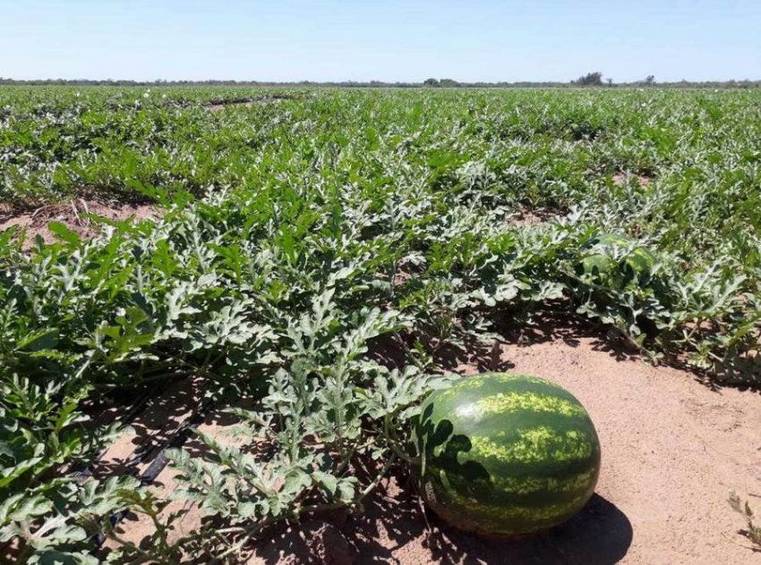 Partió el primer equipo con más de 22.000 kilos de la fruta y en 10 días se espera el pico de cosecha