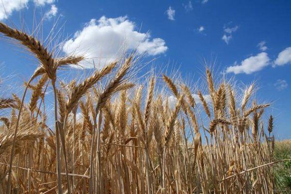 La siembra de trigo en Entre Ríos finalizó con unas 460.000 hectáreas