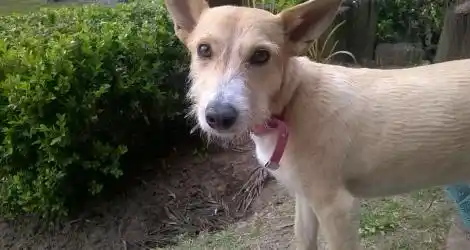 Perro perdido