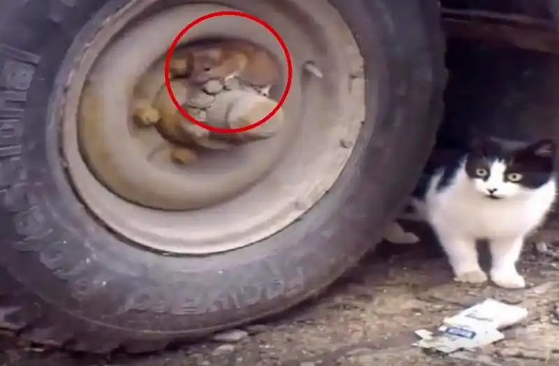Video: El gato y el ratón que son furor en las redes 