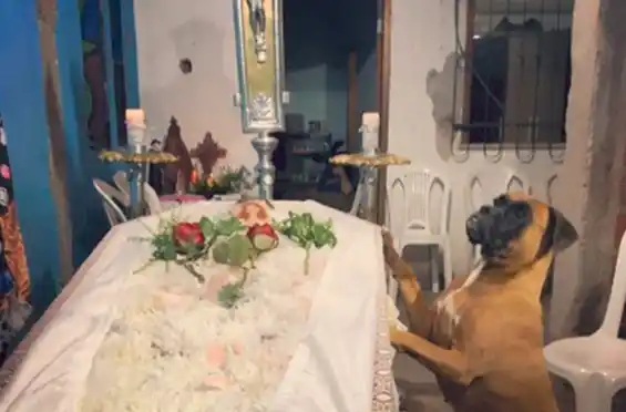 Viral: una perra pasó toda una noche junto al ataúd de su dueña