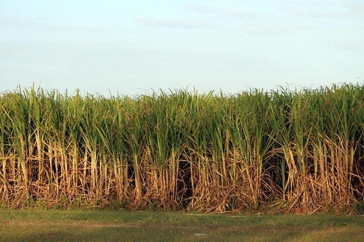 Trabajan para alentar la siembra de la caña de azúcar