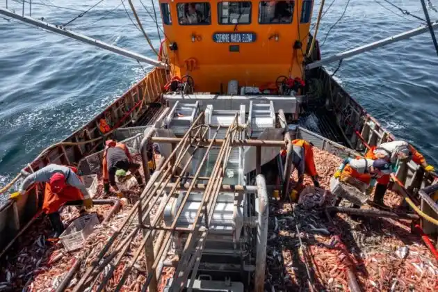 Acuerdo en la pesca: se reactivan los barcos y la industria del langostino respira