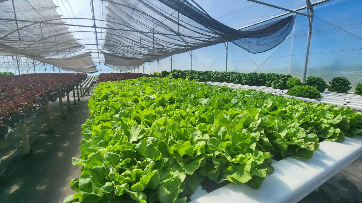 Verduras que se pondrán a la venta