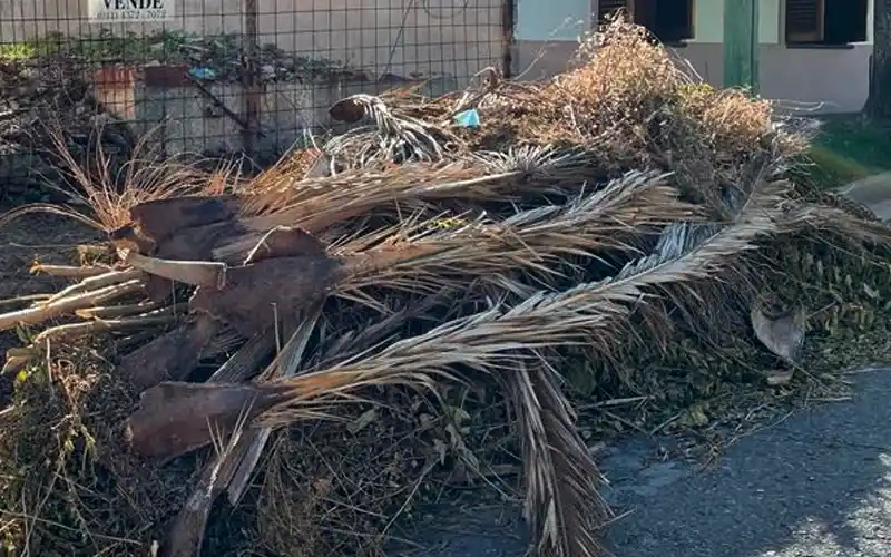 Recuerdan los requisitos para podar árboles en la vía pública