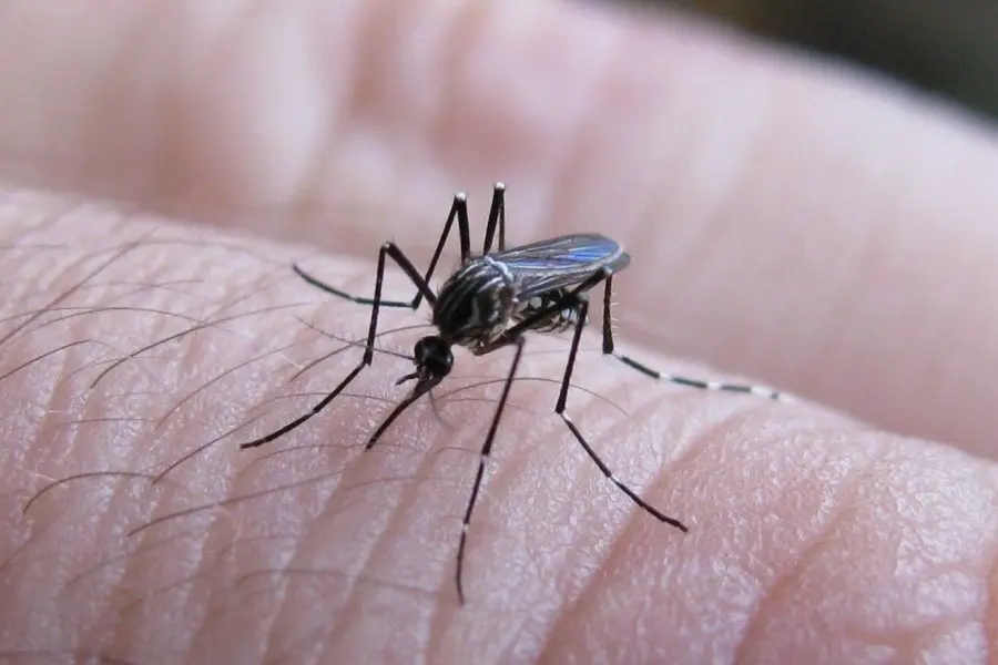 Confirmaron que hay circulación comunitaria de Dengue y Chikungunya en el AMBA