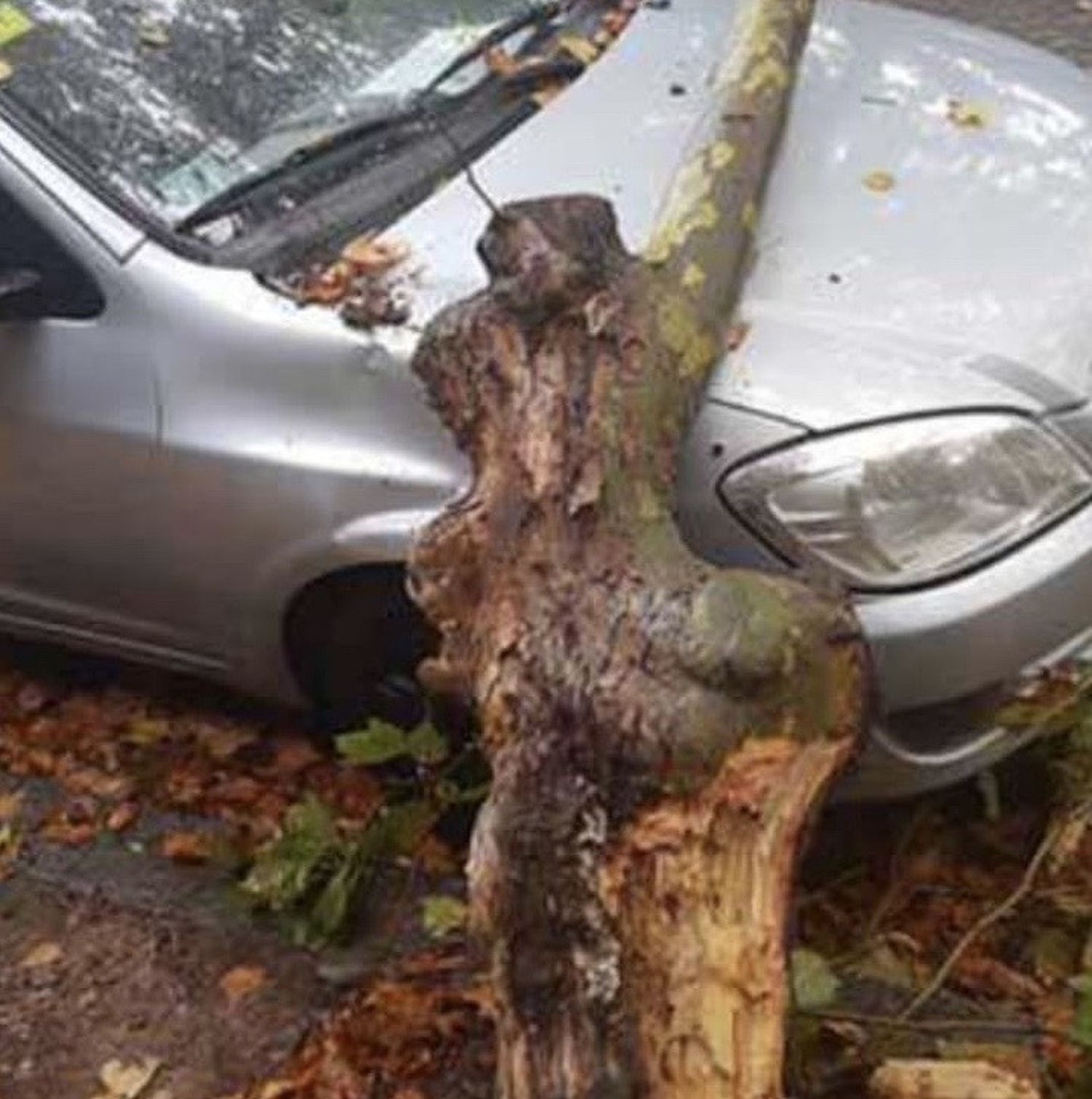 Poda de descope, el motivo por el que cayó una rama sobre un auto en Fuerte Independencia