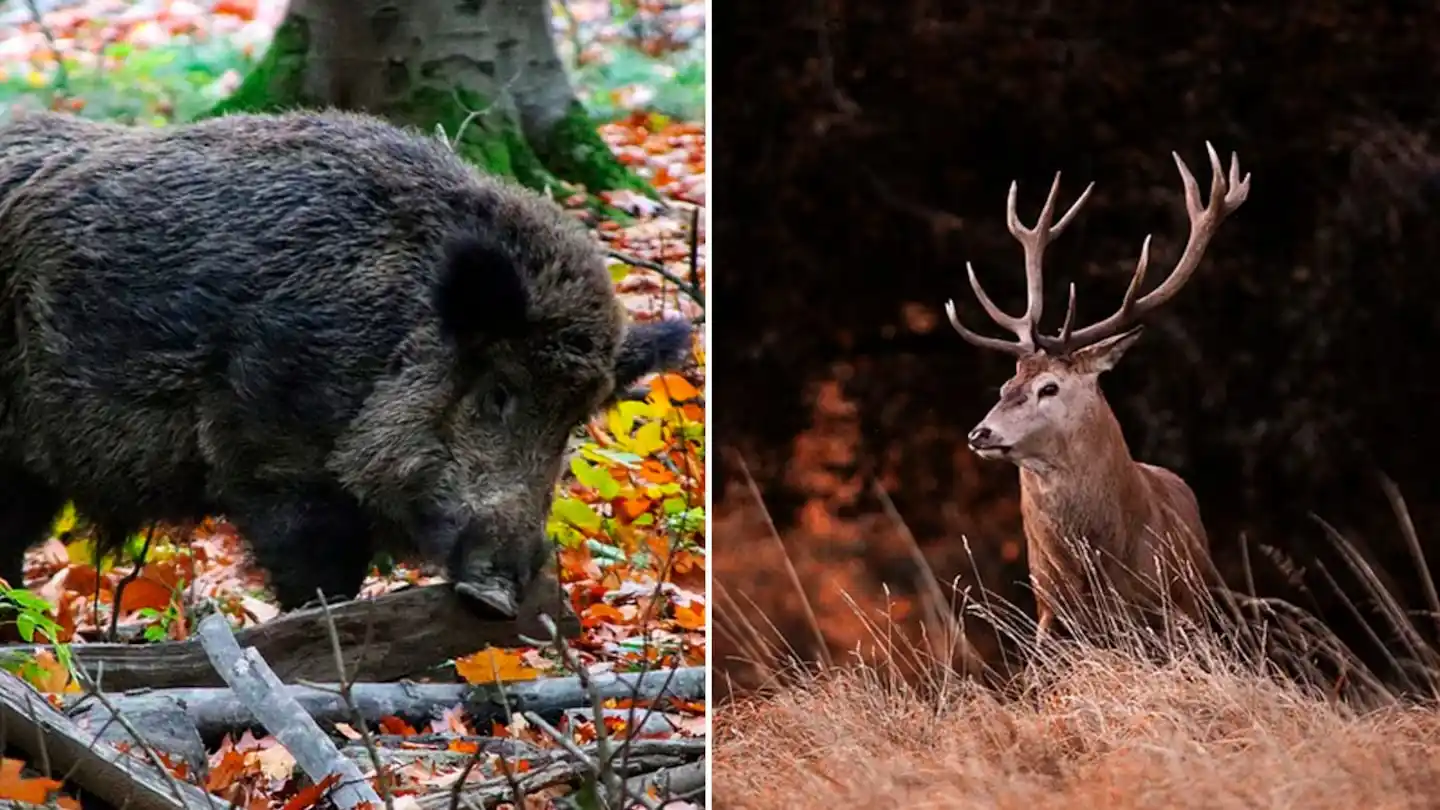 La medida alcanza al jabalí europeo-chancho cimarrón, y los ciervos colorado, Axis y Dama.