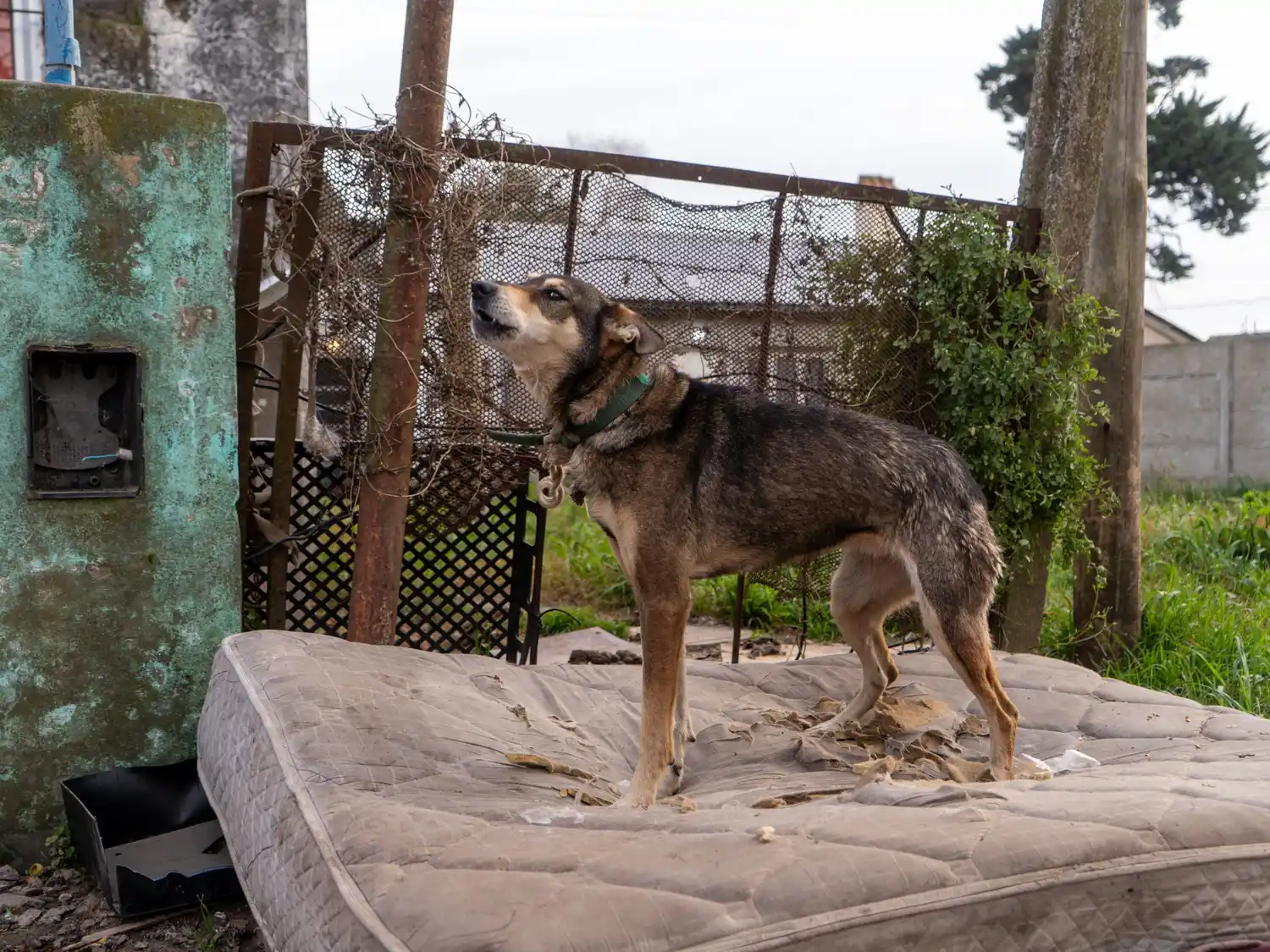 rescate perros 2