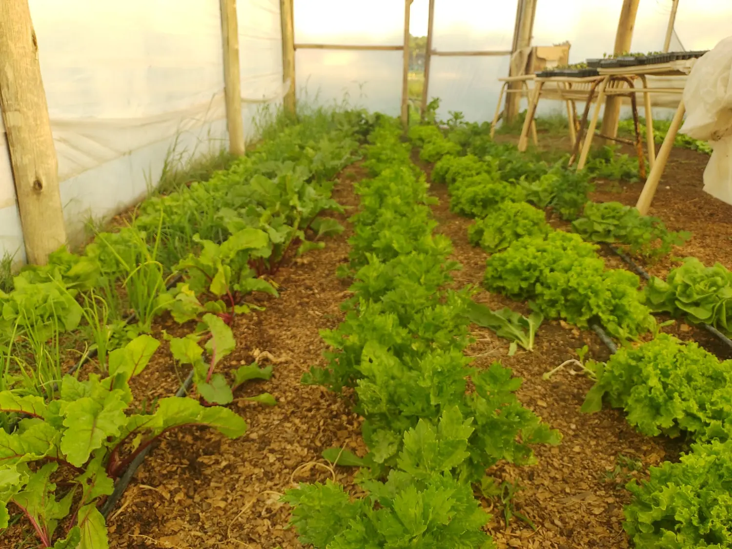 Manejo de la huerta