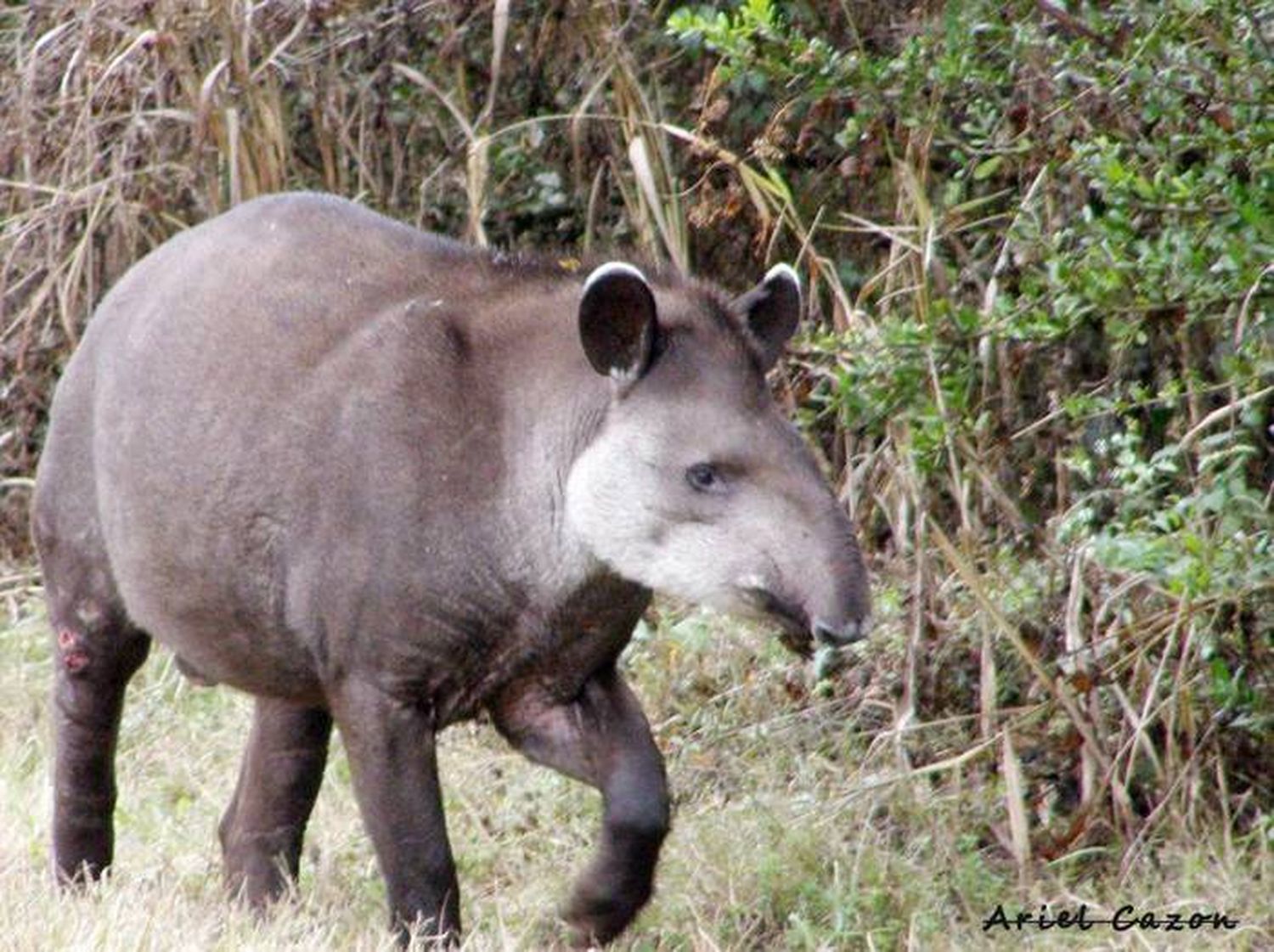 El mamífero más grande de Sudamérica está en peligro de extinción