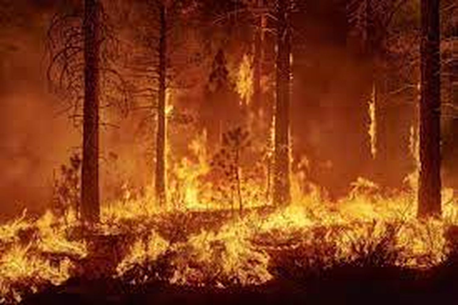 Voraces incendios forestales en Cali