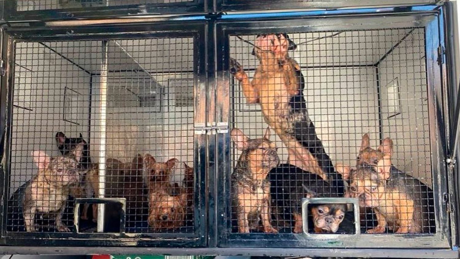 Rescatan a más de 50 perros de un criadero donde casi no les alimentaban
