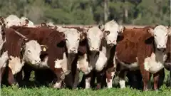 Agosto mostró una fuerte recuperación en el precio de la hacienda