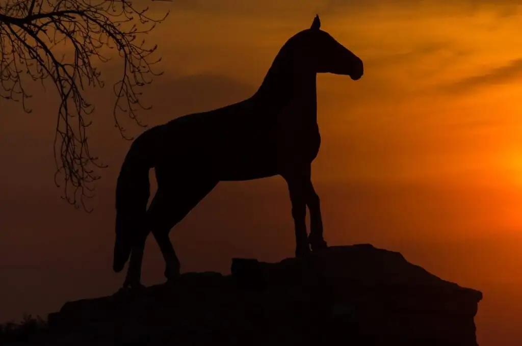 caballo bragado