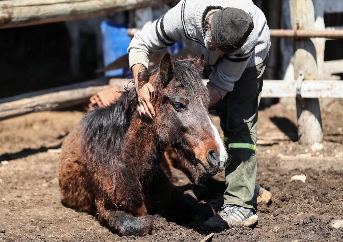 La encefalomielitis equina fue detectada en el Departamento Victoria