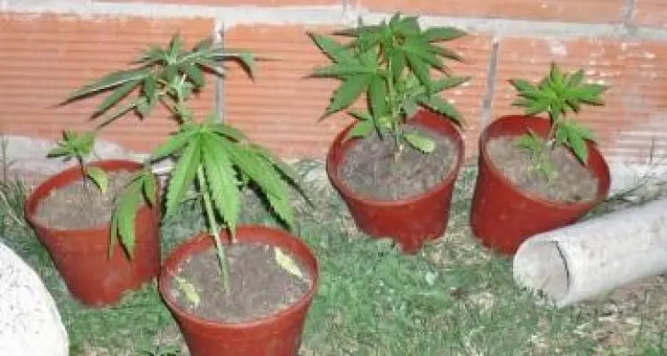 Secuestran marihuana en una vivienda