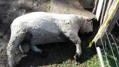 Caso Etchevehere: polémica por la muerte de un carnero