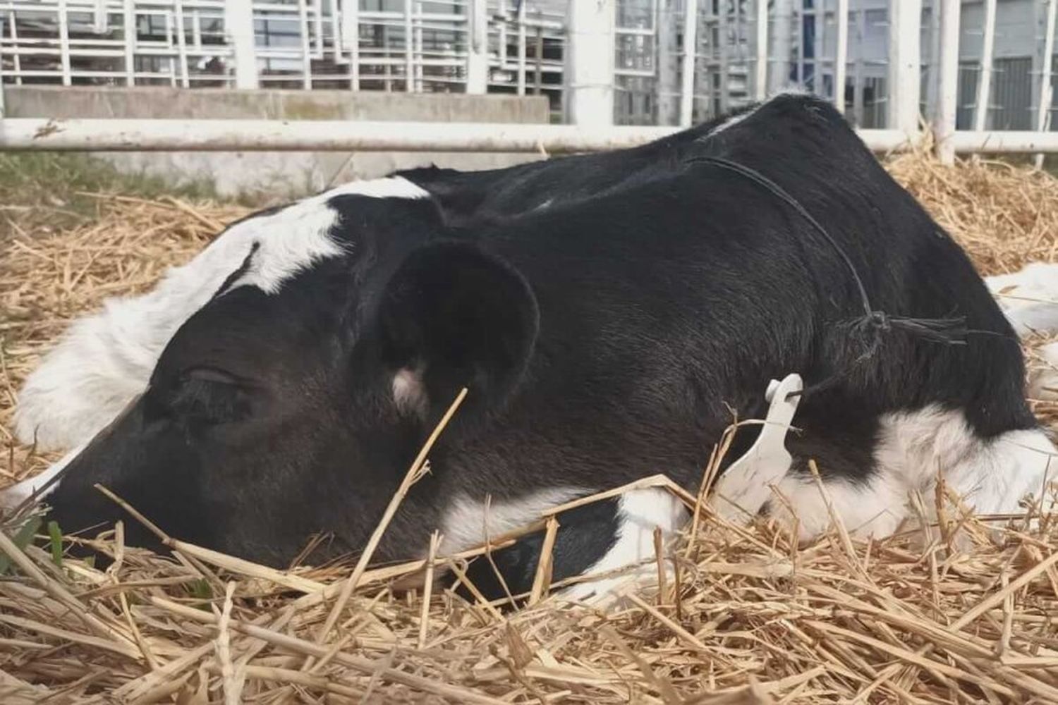 Aparecieron los cuatro terneros robados en Vila: “Se percibe un cambio de actitud en la seguridad rural”