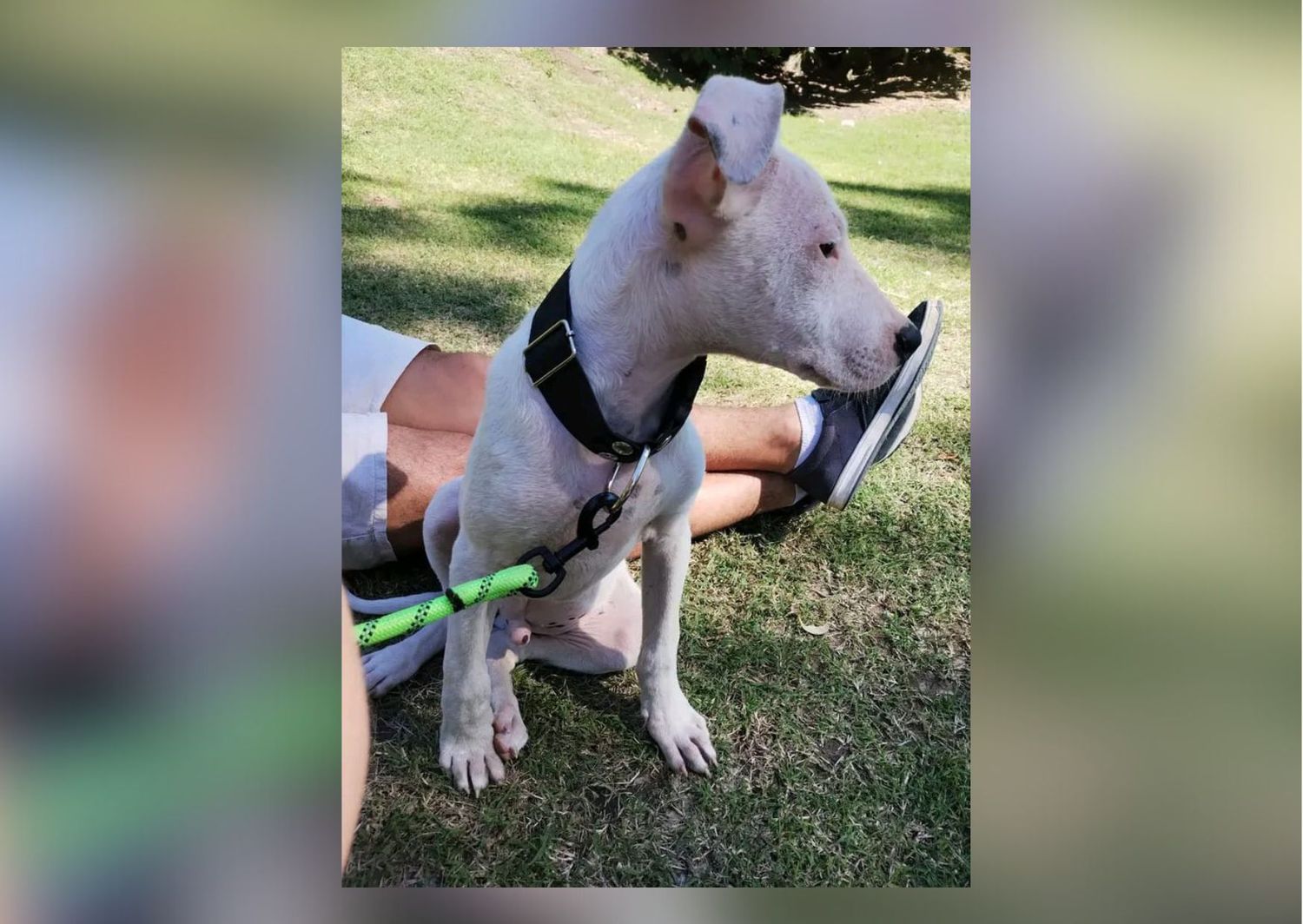 Mascotas: buscan a Willy