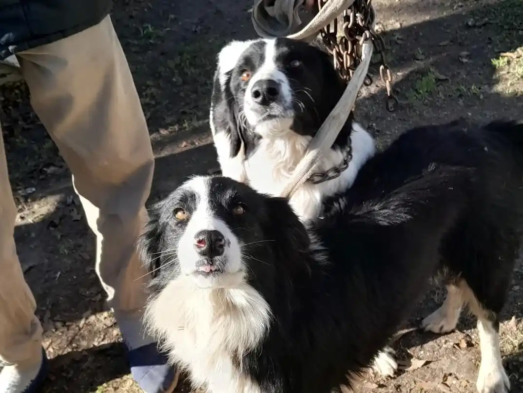 Este viernes se realizará una nueva jornada de castraciones de mascotas en Pueblo Belgrano