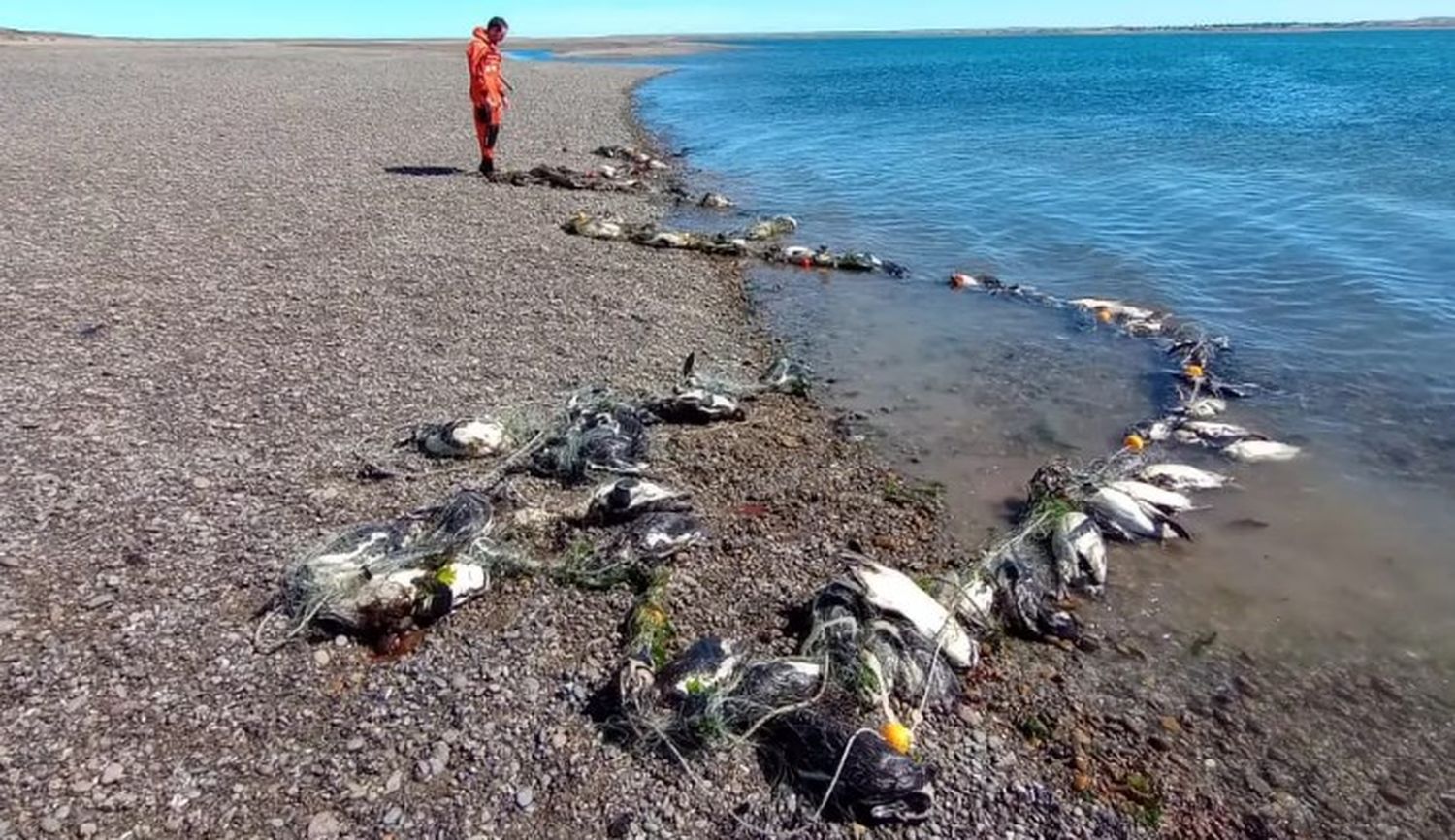 Se trata de la mortandad más grande de animales registrada en esa zona.