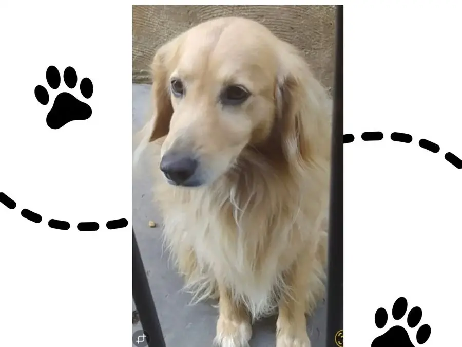 (SOLUCIONADO) Buscan al perro Tommy